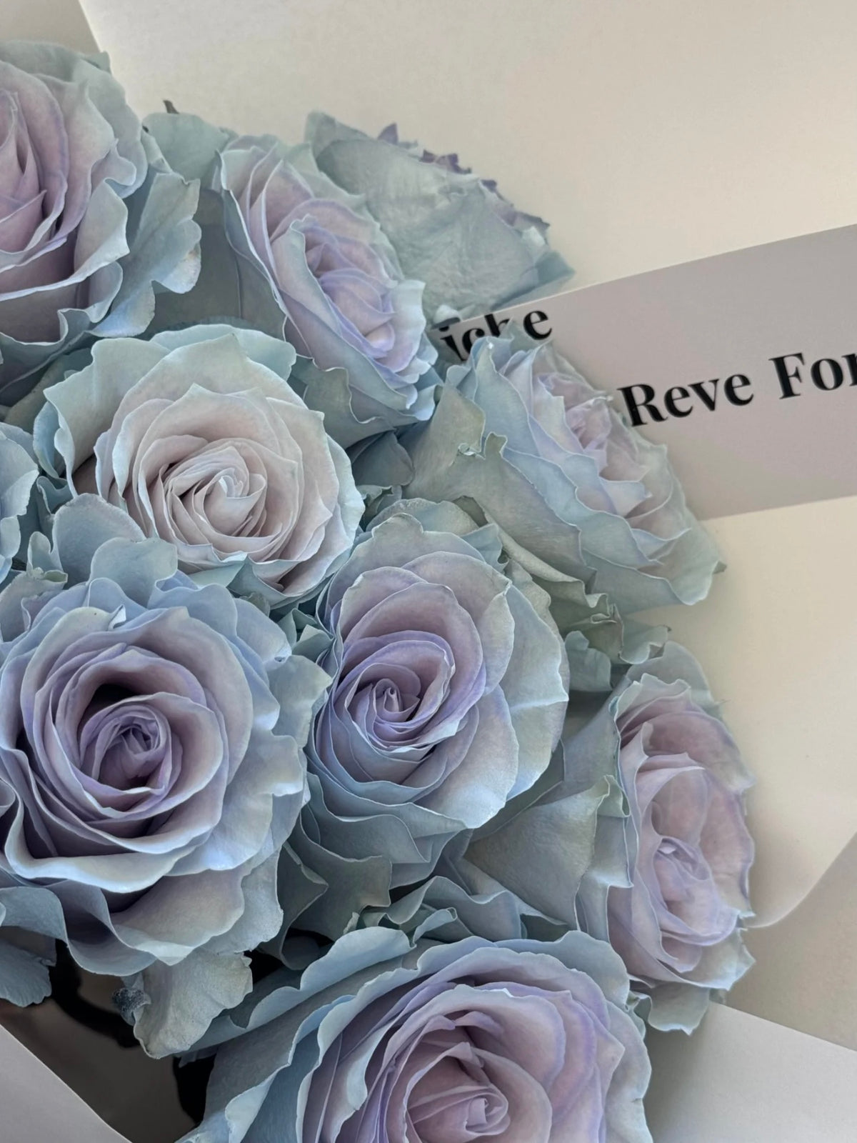 《蓝色沙子》玫瑰｜Blue Sand Roses