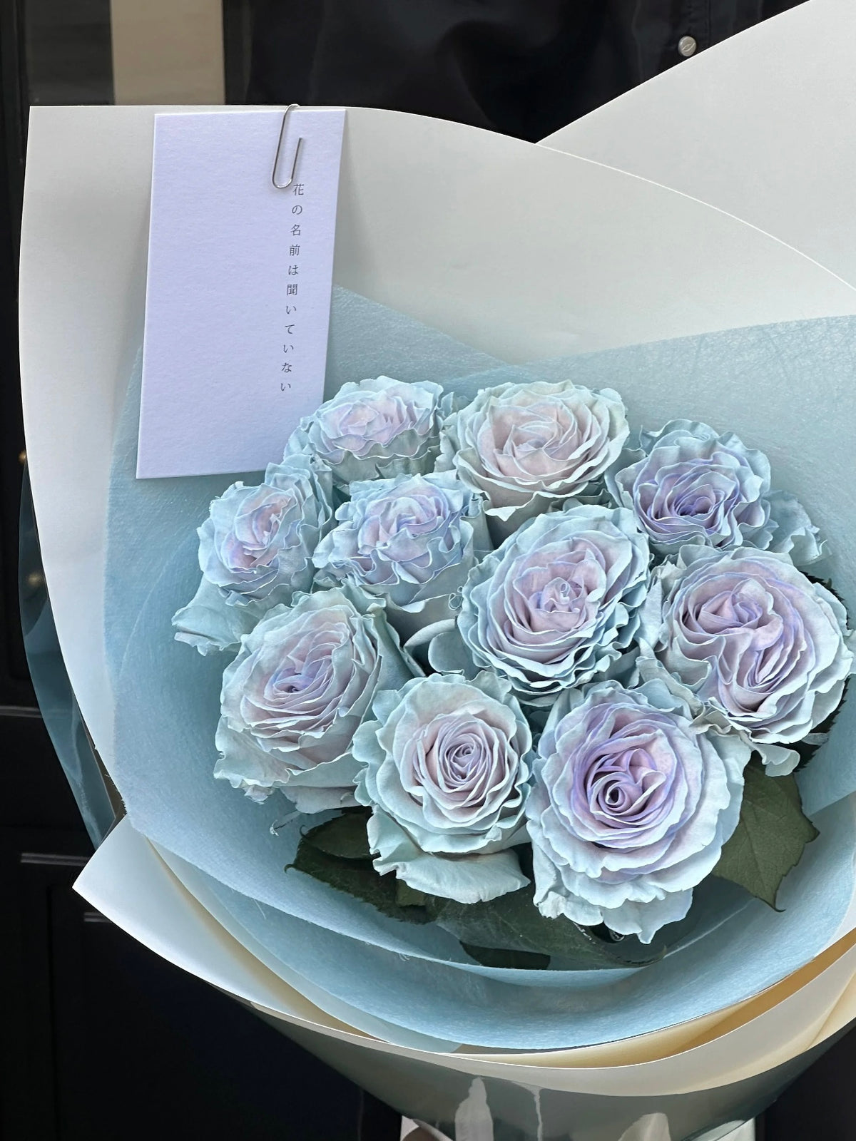 《蓝色沙子》玫瑰｜Blue Sand Roses