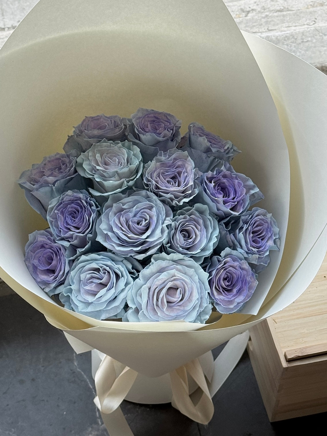 《蓝色沙子》玫瑰｜Blue Sand Roses