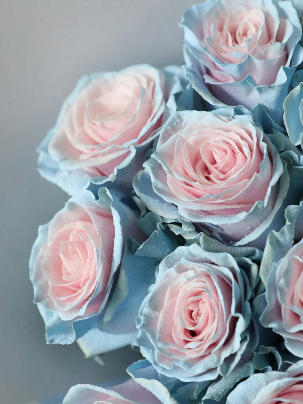 粉蓝宝贝玫瑰花束｜Baby Blue Rose Bouquet