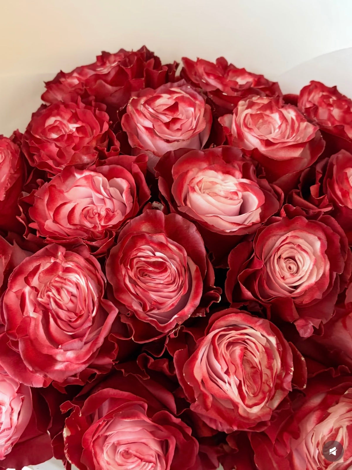 红酒玫瑰｜Red Wine Roses