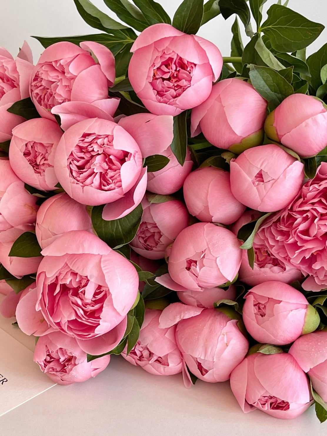蚀刻鲑鱼芍药｜Salmon Peonies Bouquet