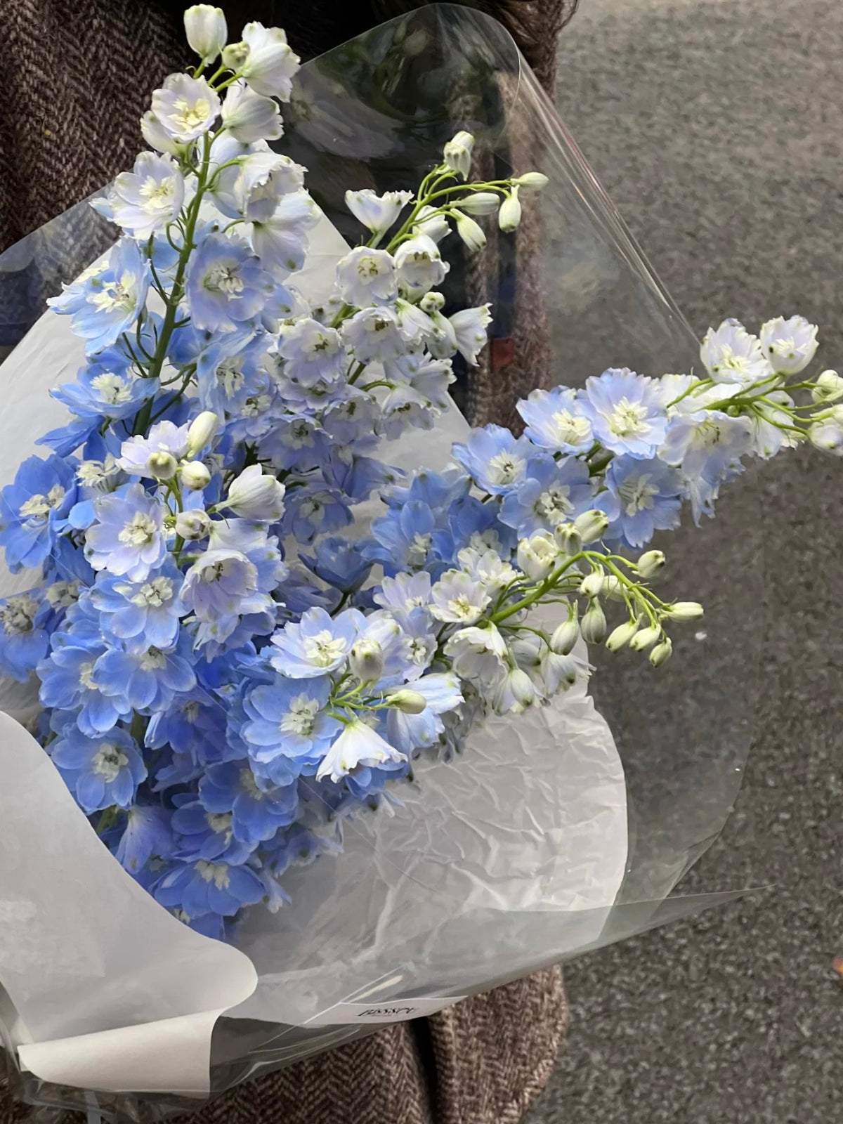 大飞燕花束 | Delphinium Bouquet