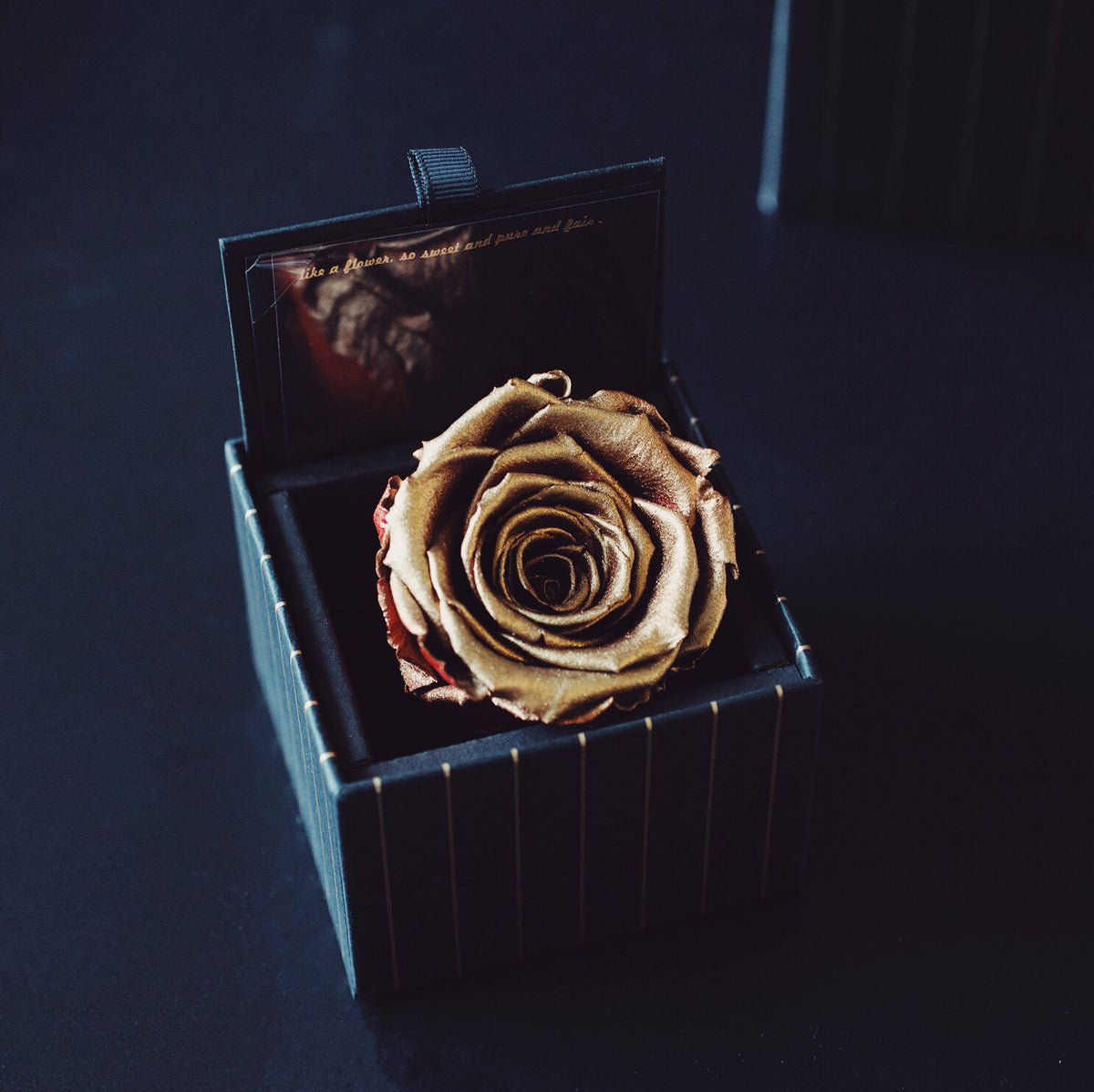 永生玫瑰 | Eternal Roses