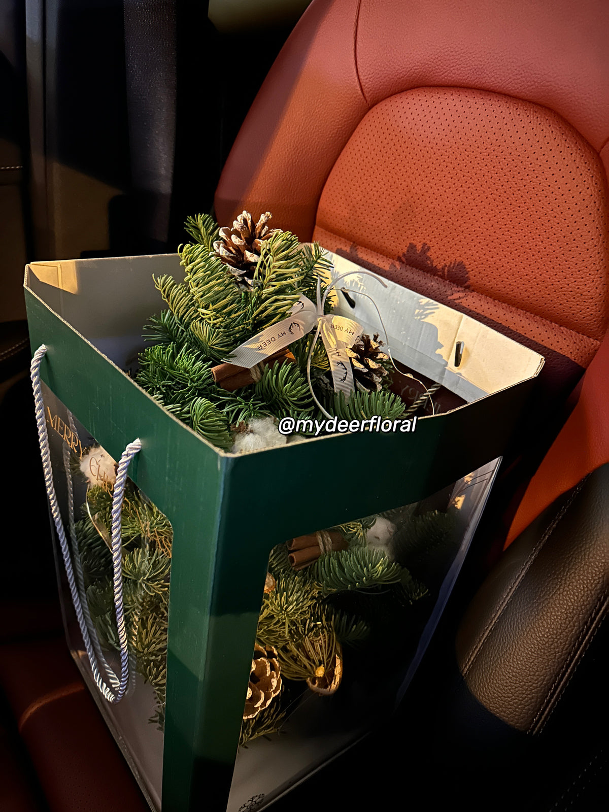 诺贝松小圣诞树｜Noble Fir X'mas Tree